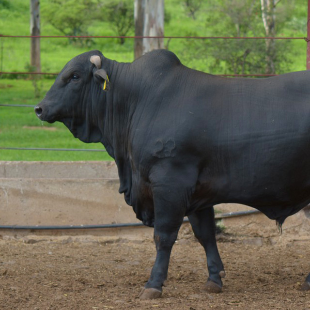 toro5